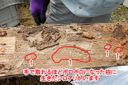 神奈川県寒川町K様邸 屋根修理 外壁塗装 シロアリ被害施工事例