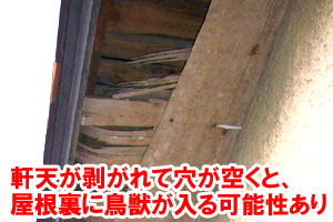 軒天が剥がれて穴が空くと、屋根裏に鳥獣が侵入する場合がある 軒天補修工事～雨漏り修理･屋根修理・屋根工事・屋根塗装